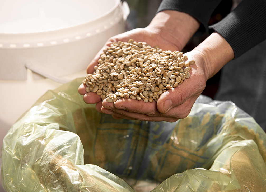 close up hands holding beans